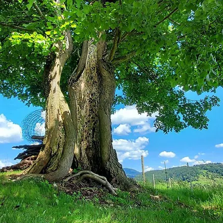 Apartament Hiska Tilia