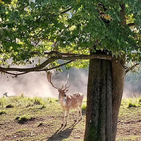 Hiska Tilia Apartament *