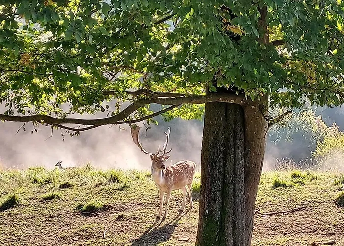 Hiska Tilia Apartma *